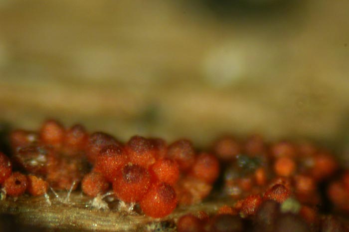 macrostoma