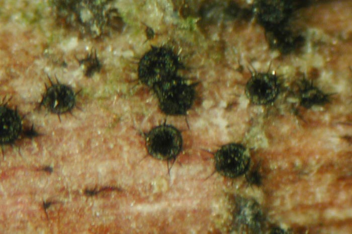 macrostoma