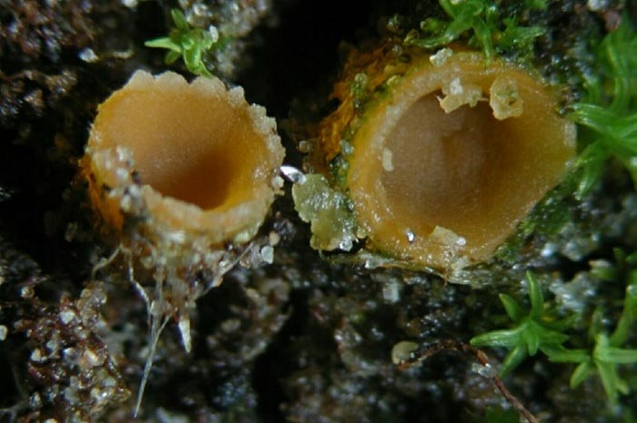macrostoma