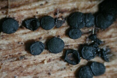 macrostoma