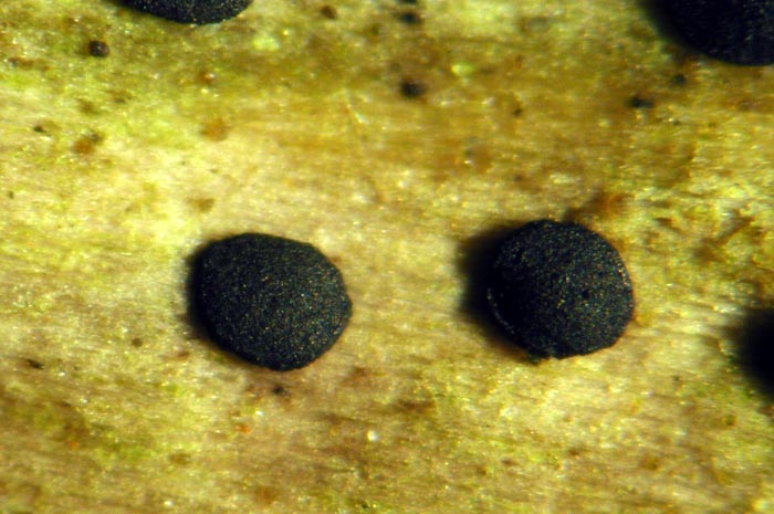 macrostoma