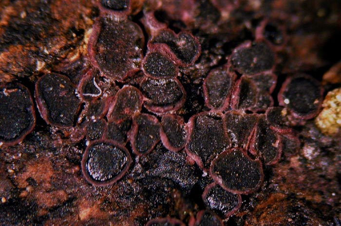 macrostoma