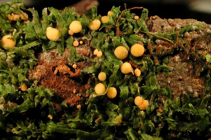 macrostoma