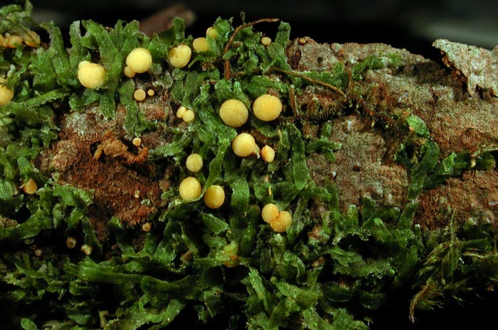 macrostoma