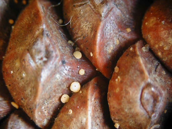macrostoma