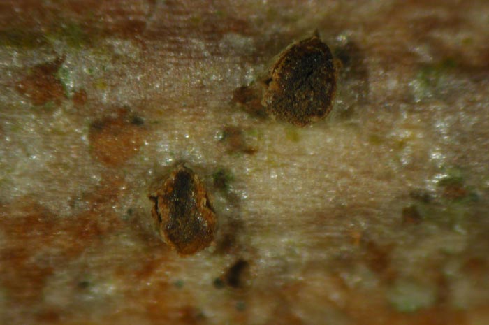 macrostoma