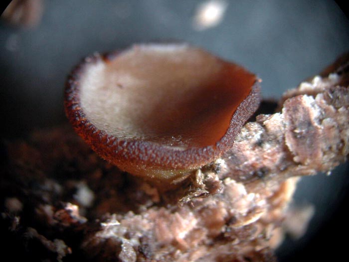 macrostoma