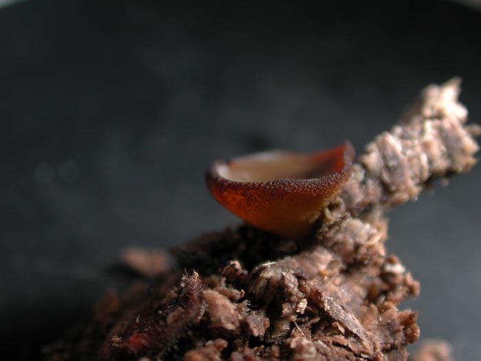 macrostoma
