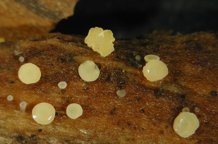 macrostoma