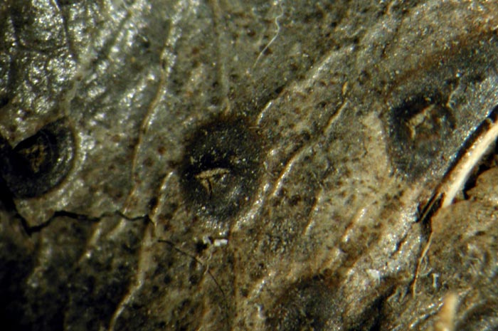 macrostoma