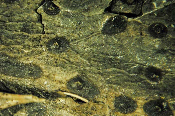 macrostoma