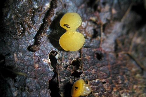 macrostoma