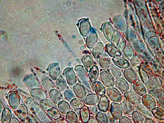 macrostoma