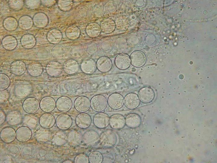 macrostoma