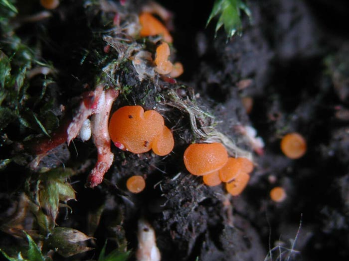 macrostoma