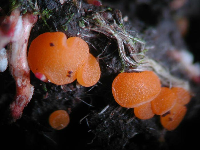 macrostoma