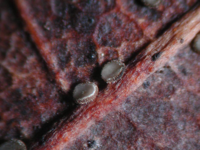 macrostoma