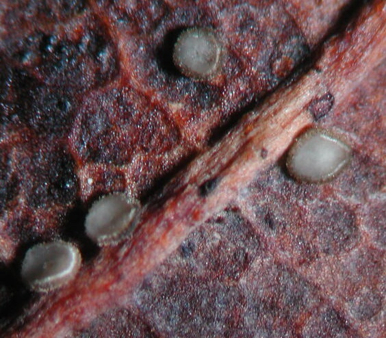 macrostoma
