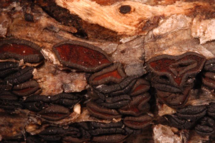 macrostoma