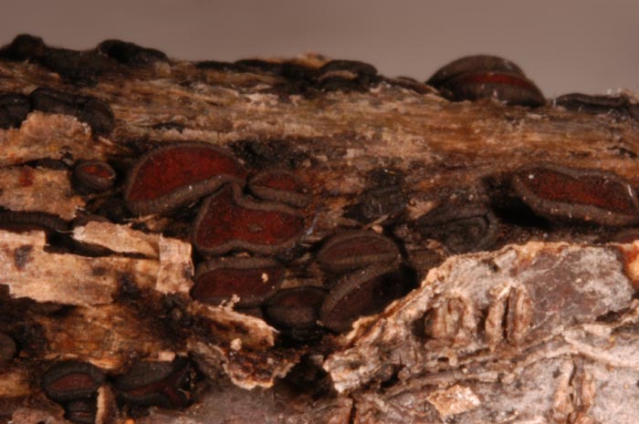 macrostoma