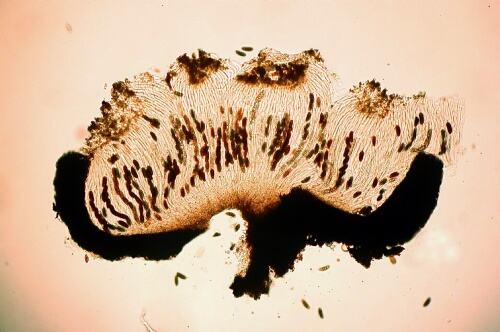 macrostoma
