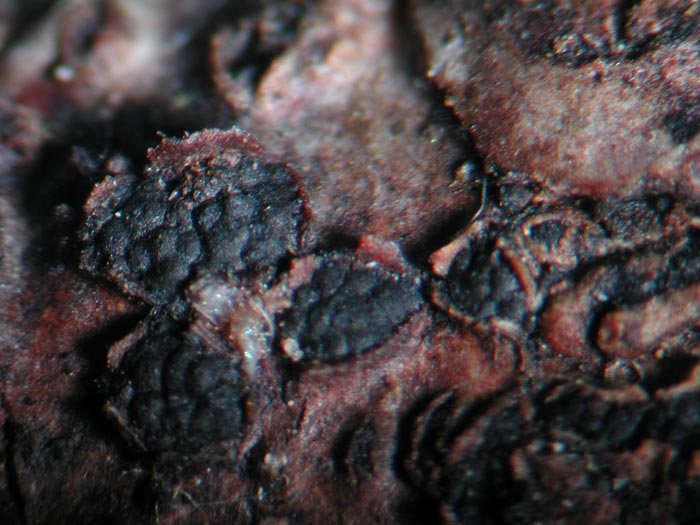 macrostoma