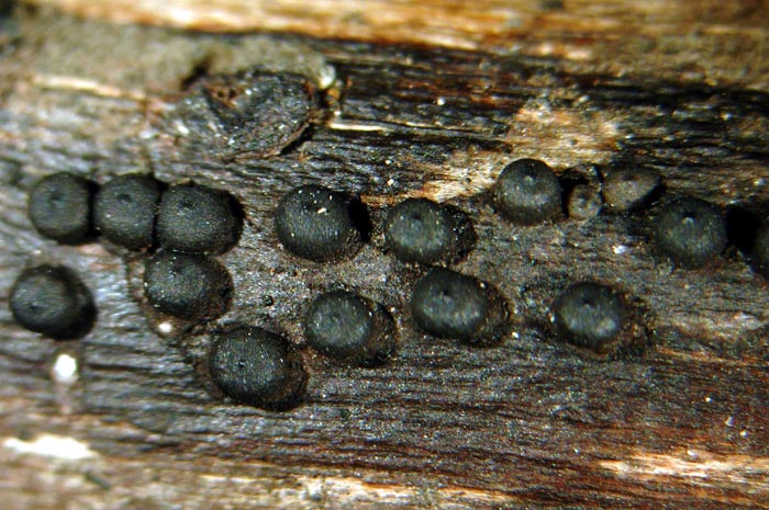 macrostoma