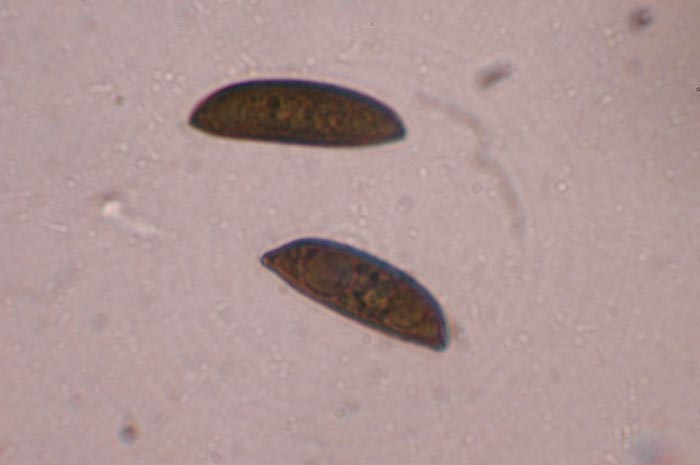 macrostoma