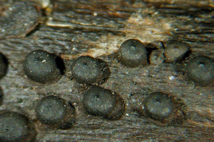 macrostoma