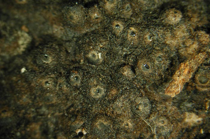 macrostoma