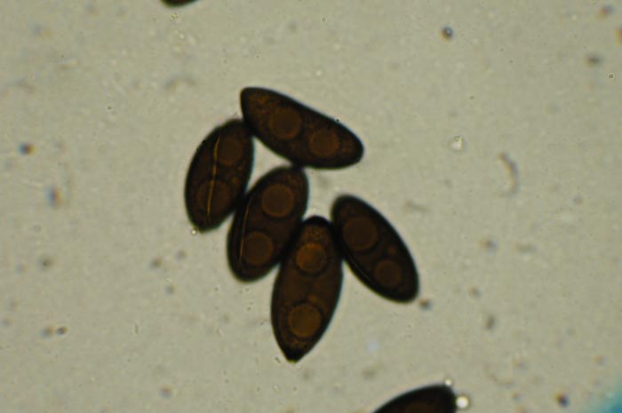 macrostoma