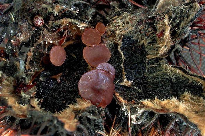 macrostoma