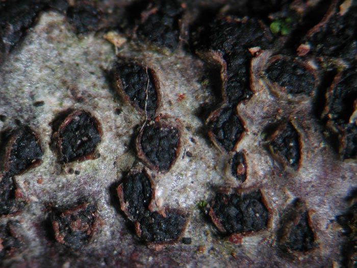 macrostoma