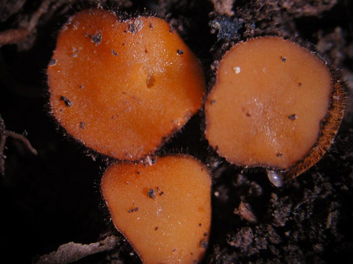 macrostoma