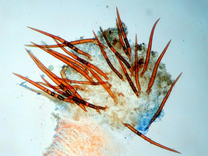 macrostoma