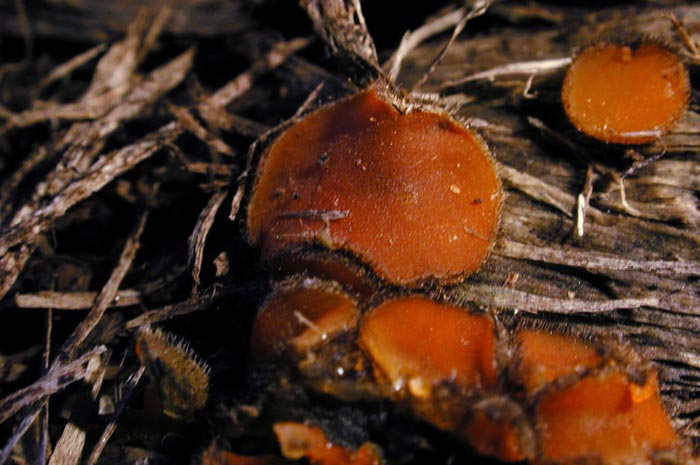 macrostoma