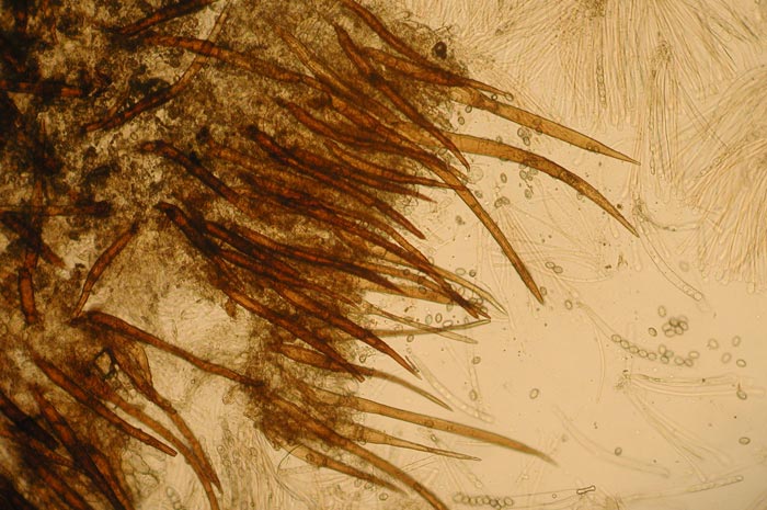 macrostoma