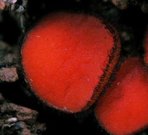 macrostoma