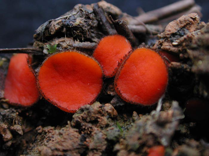 macrostoma