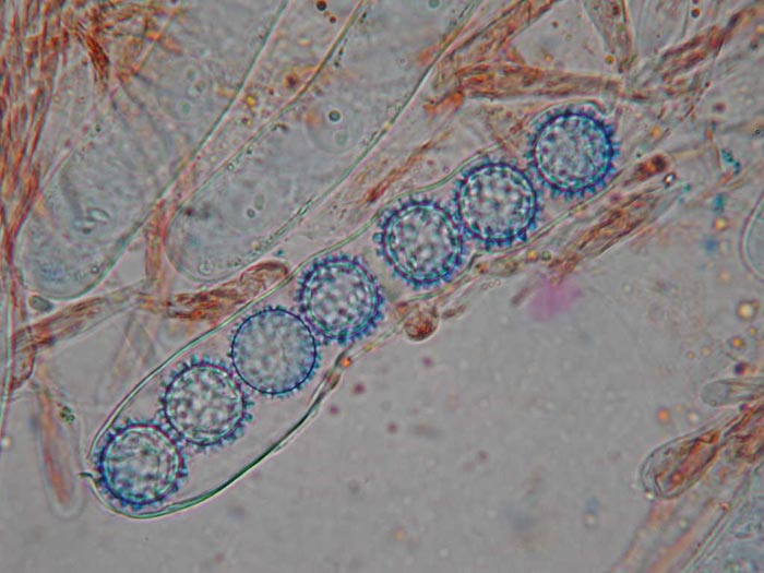 macrostoma