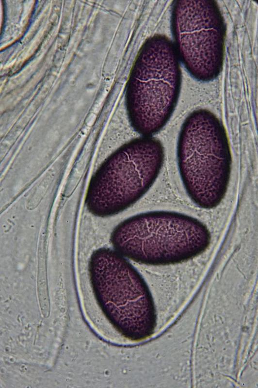 macrostoma