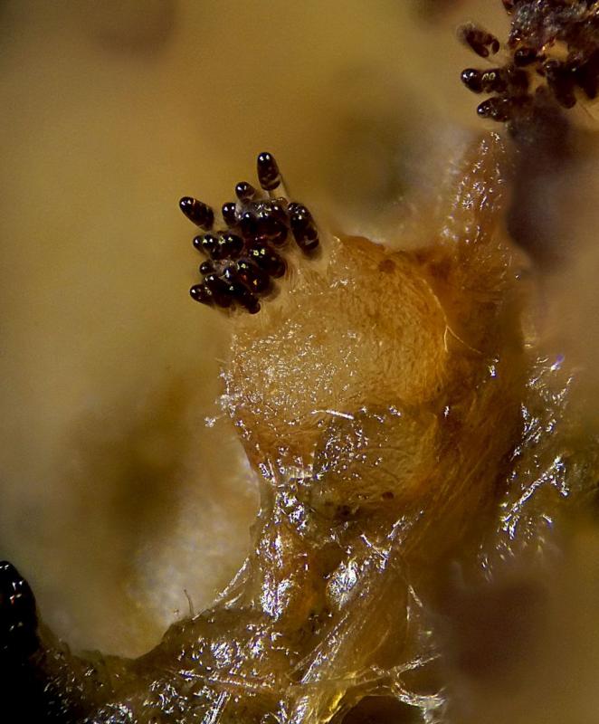 macrostoma