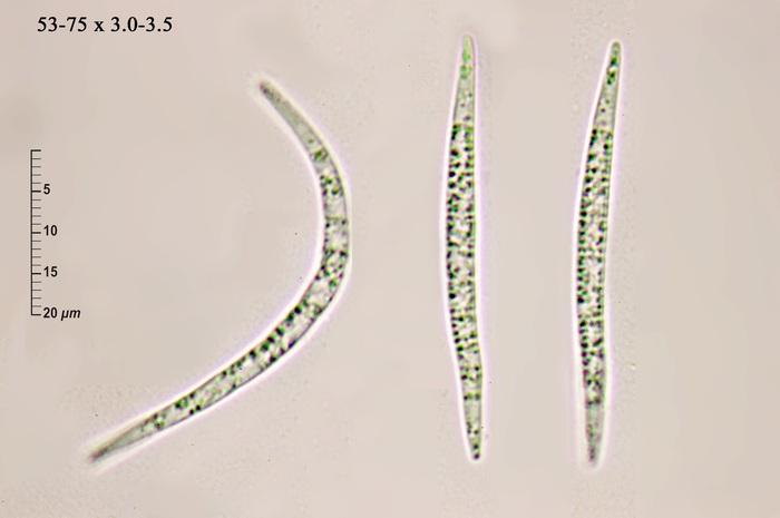 macrostoma