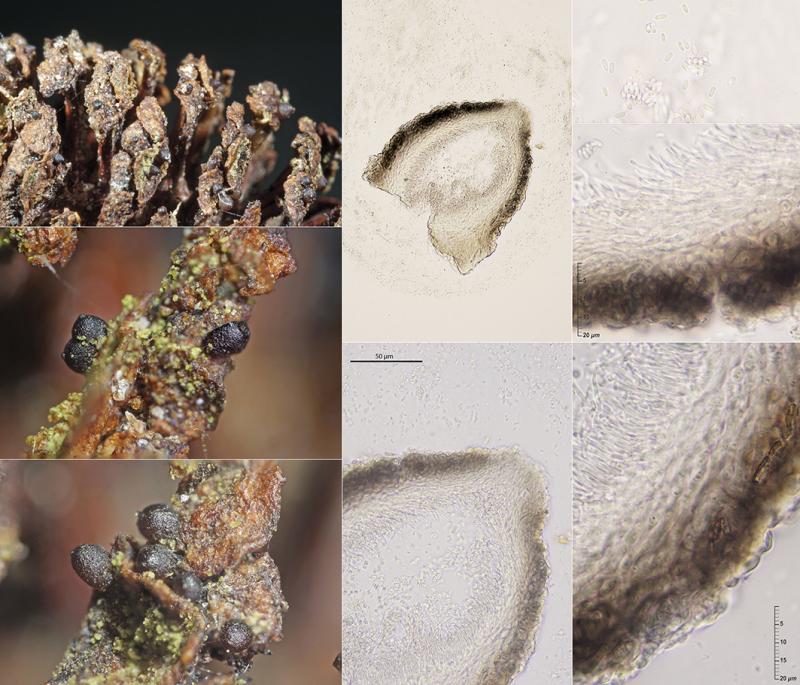 macrostoma