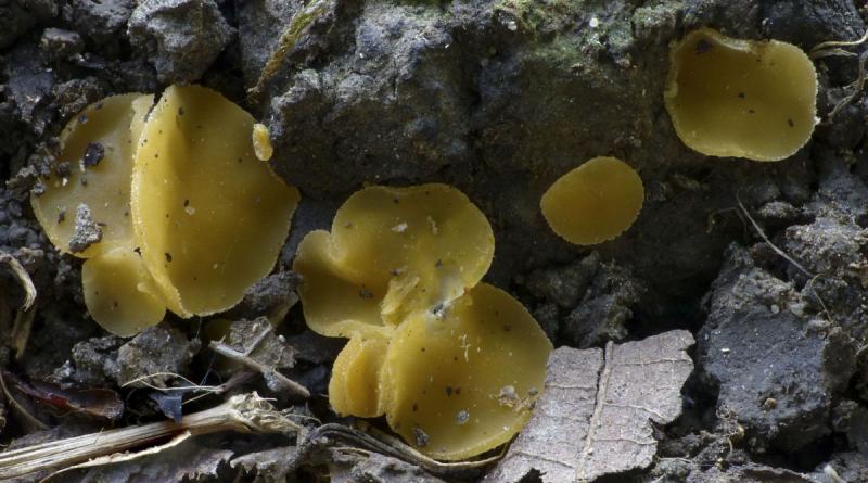 macrostoma