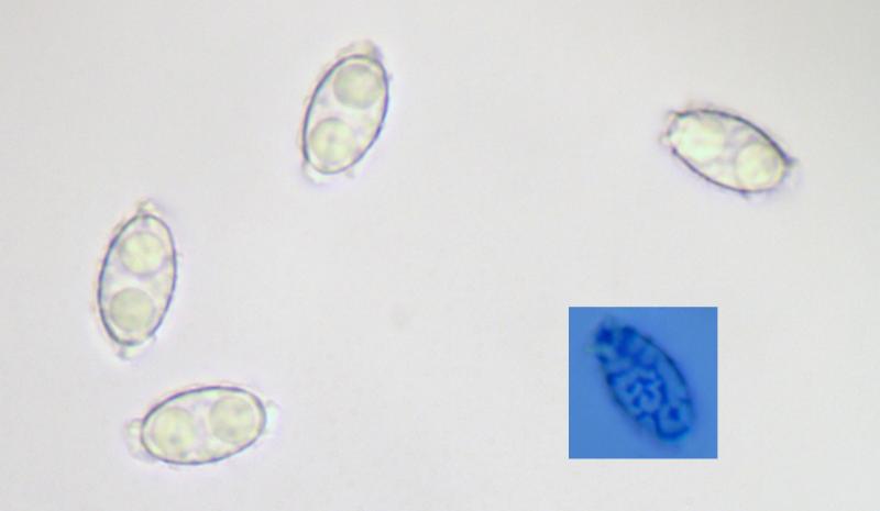 macrostoma