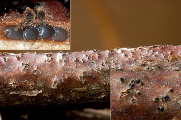 macrostoma