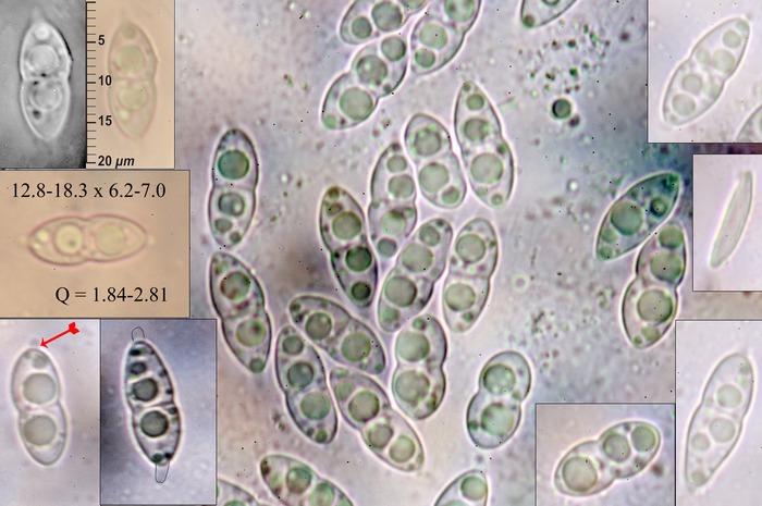 macrostoma