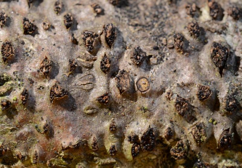 macrostoma
