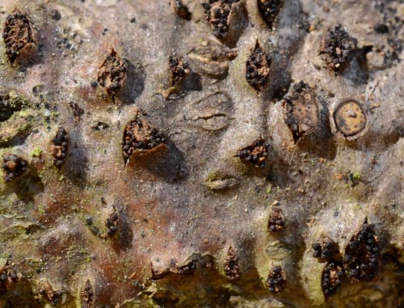 macrostoma